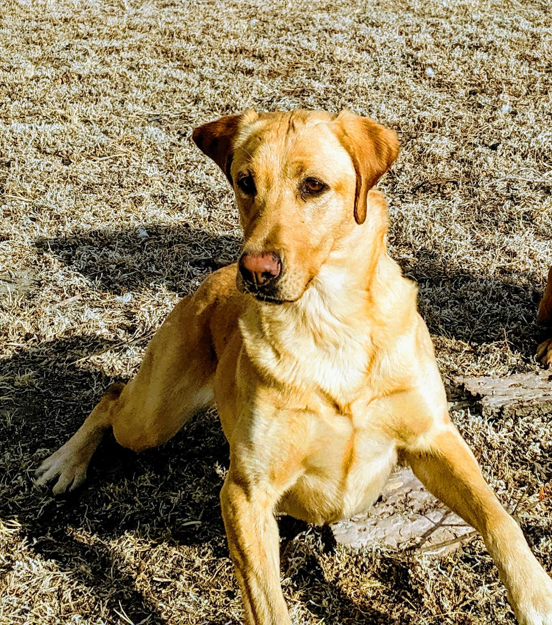 SHR BCR's Frost Advisory-Chilli JH | Yellow Labrador Retriver