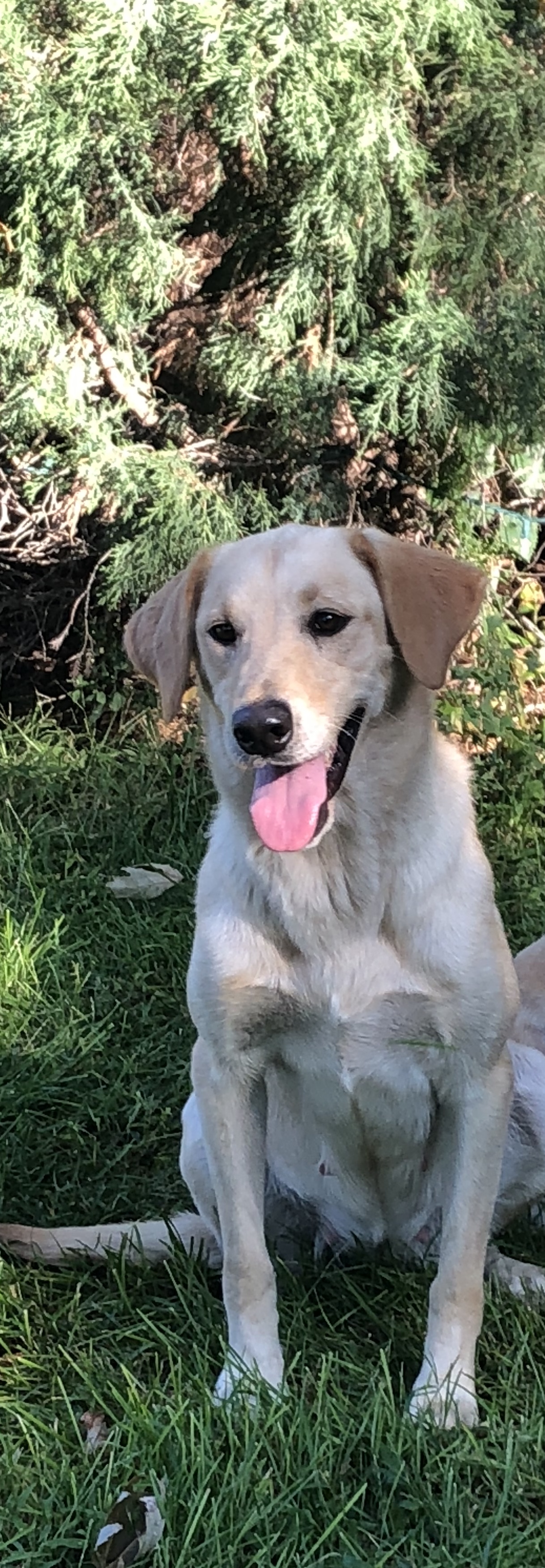 Carolines Hurricane Dandy Sandy SH | Yellow Labrador Retriver