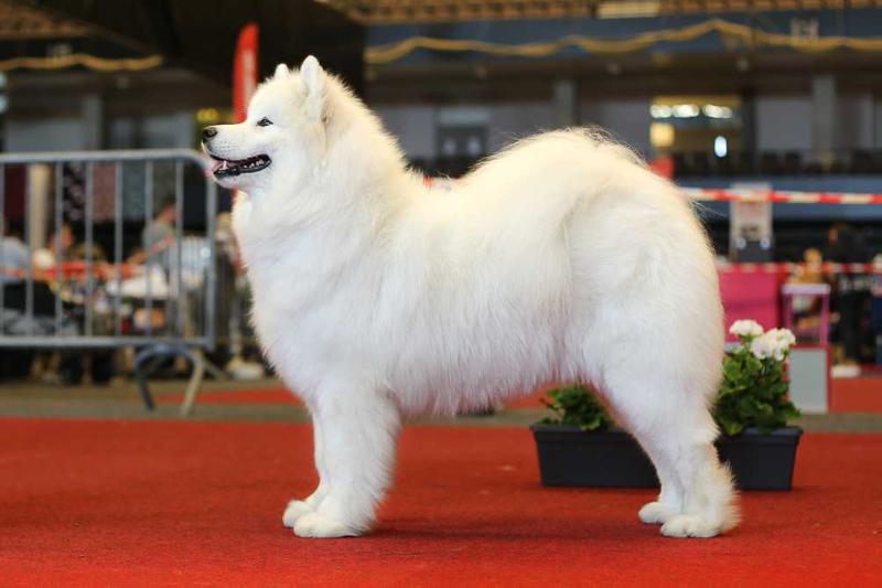 Mishka na severe Butterfly Dream | Samoyed 