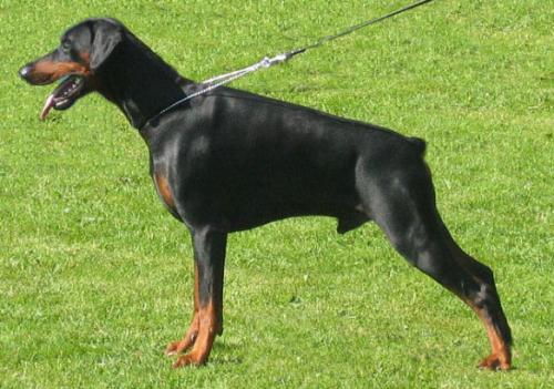 Black v.'t Duinezicht | Black Doberman Pinscher