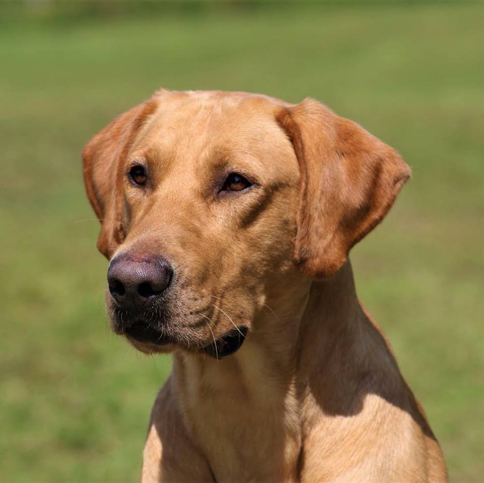 HRCH UH Scratch's Son Sitting Shotgun MH | Yellow Labrador Retriver