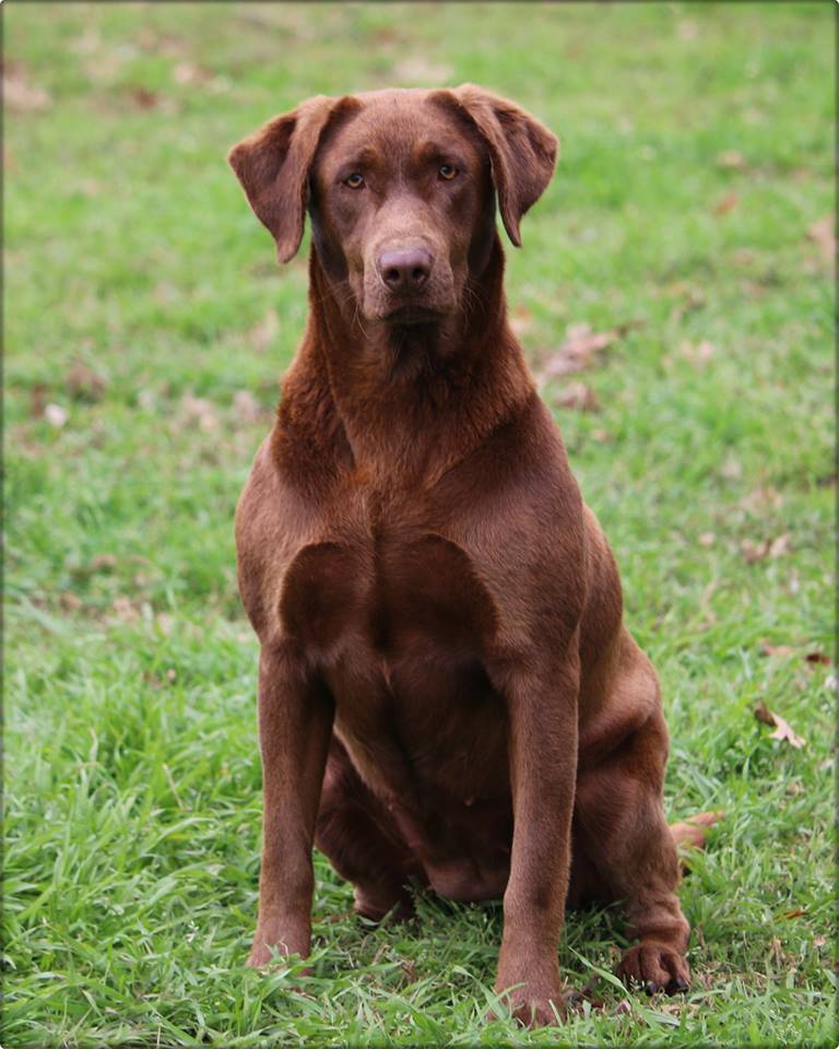 SBR One Lucky Clover DN | Chocolate Labrador Retriver