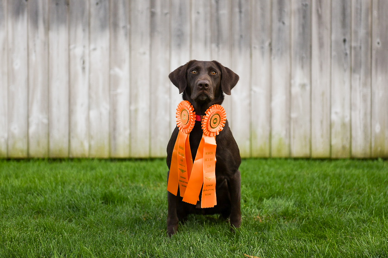 Sheetwater’s Bhe’s Mistress Of The Marsh | Chocolate Labrador Retriver