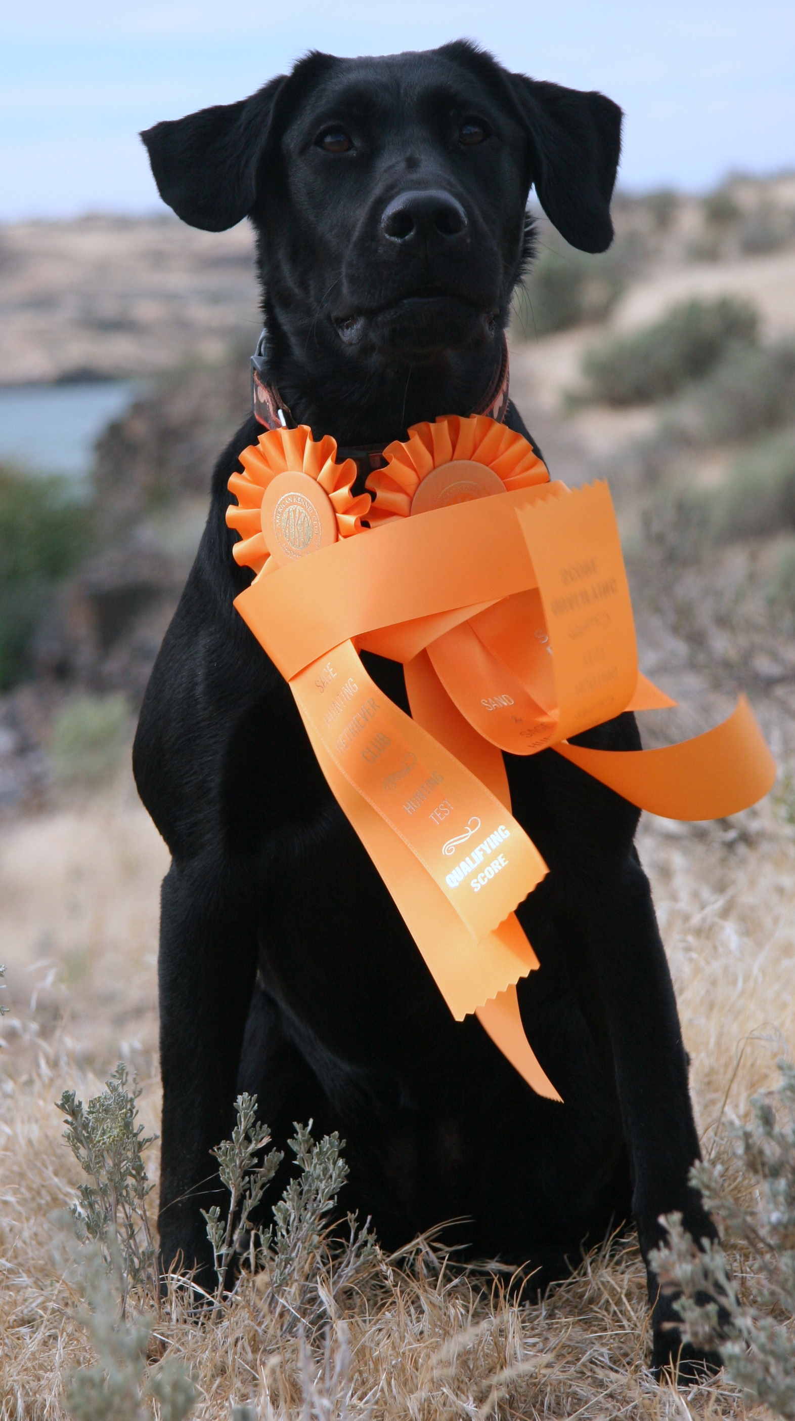 Rattlinridge Tornado Alley SH | Black Labrador Retriver