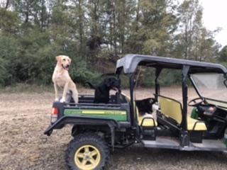 Gumswamp's Trav's Homecoming Queen | Yellow Labrador Retriver