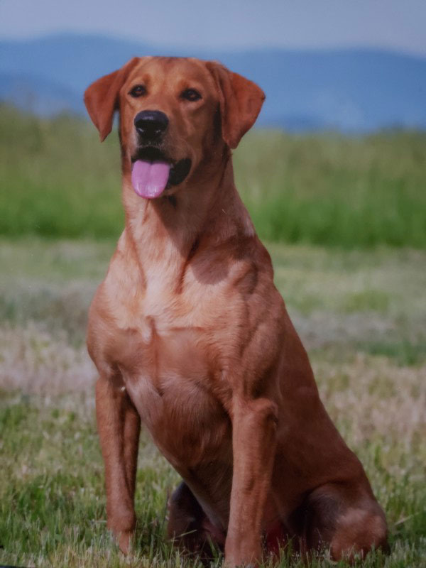 AFC Linmac's Trigger Happy | Yellow Labrador Retriver