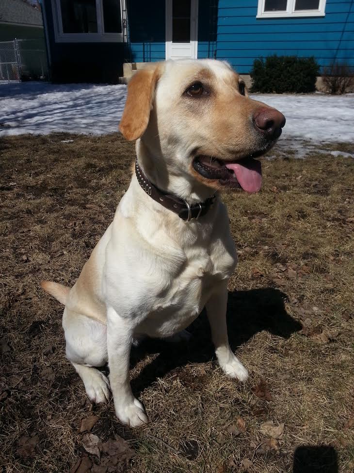 Rebel's Lean Mac N Cheese | Yellow Labrador Retriver