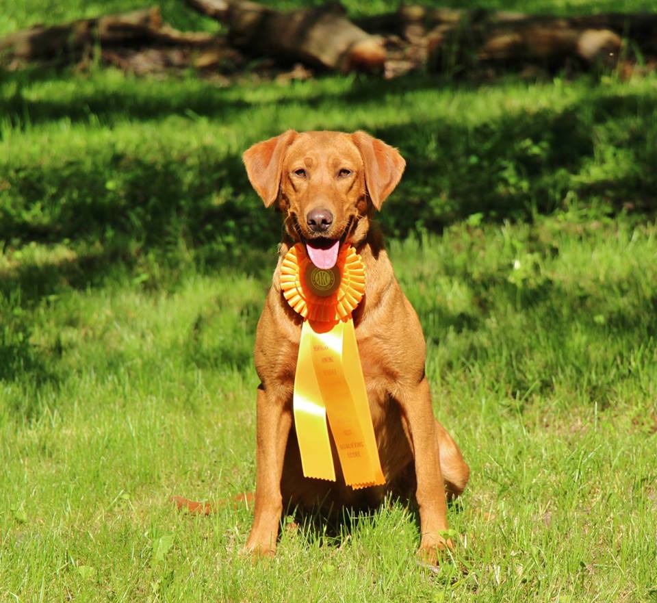 Tango's Rainy Day Rainbow SH | Yellow Labrador Retriver