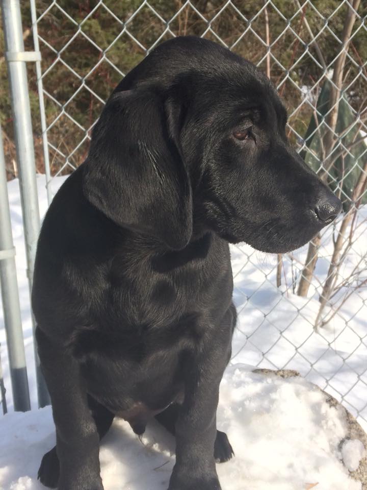 Jolor's Divine Quest | Black Labrador Retriver