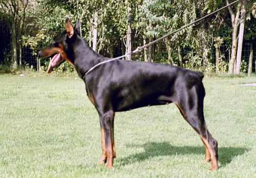 Yana v. Beukenhage | Black Doberman Pinscher