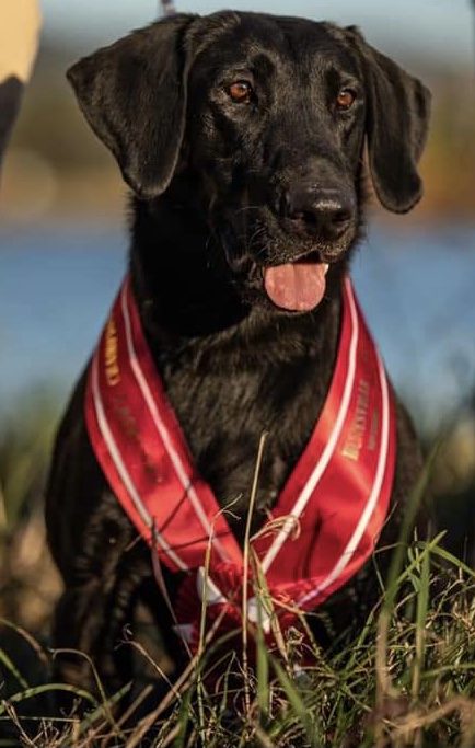 SRSC GRHRCH  Seaside's Straight Shooter QAA MH | Black Labrador Retriver