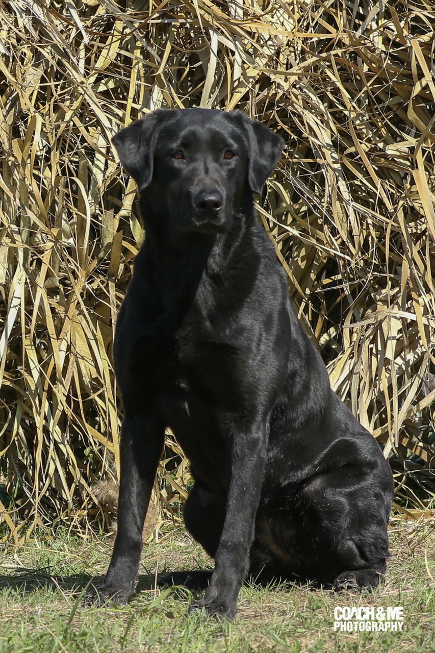 Simps Hurricane  Hanna MH | Black Labrador Retriver