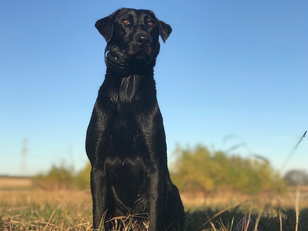 MPR HRCH Hopes Hyper Piper MH | Black Labrador Retriver