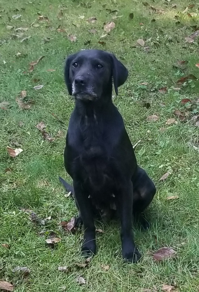 Red Hot's Bubbling Crude | Black Labrador Retriver