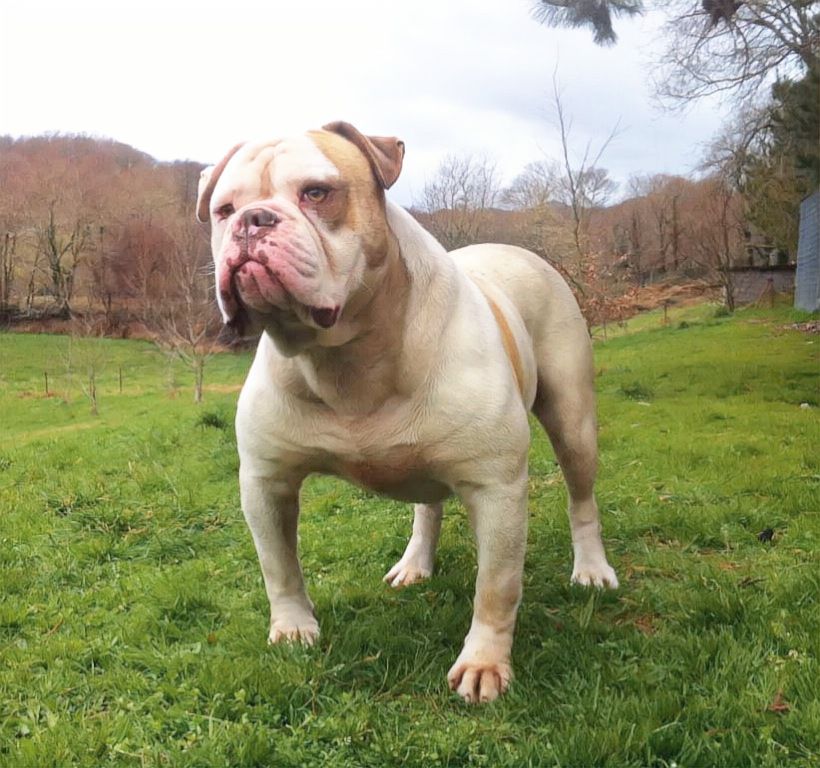 Galaico Bulls Lass The King | American Bulldog 