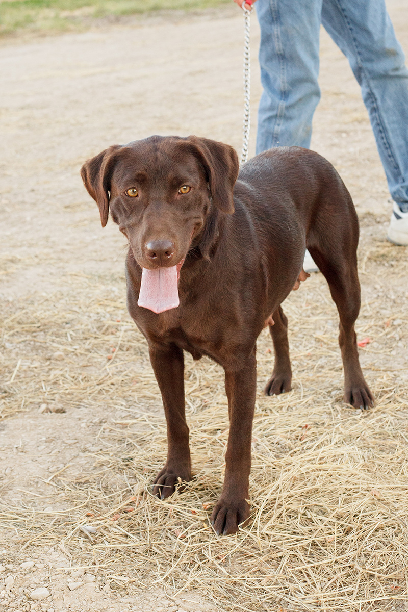 Nankey's Hershey Chocolate Chip | Chocolate Labrador Retriver