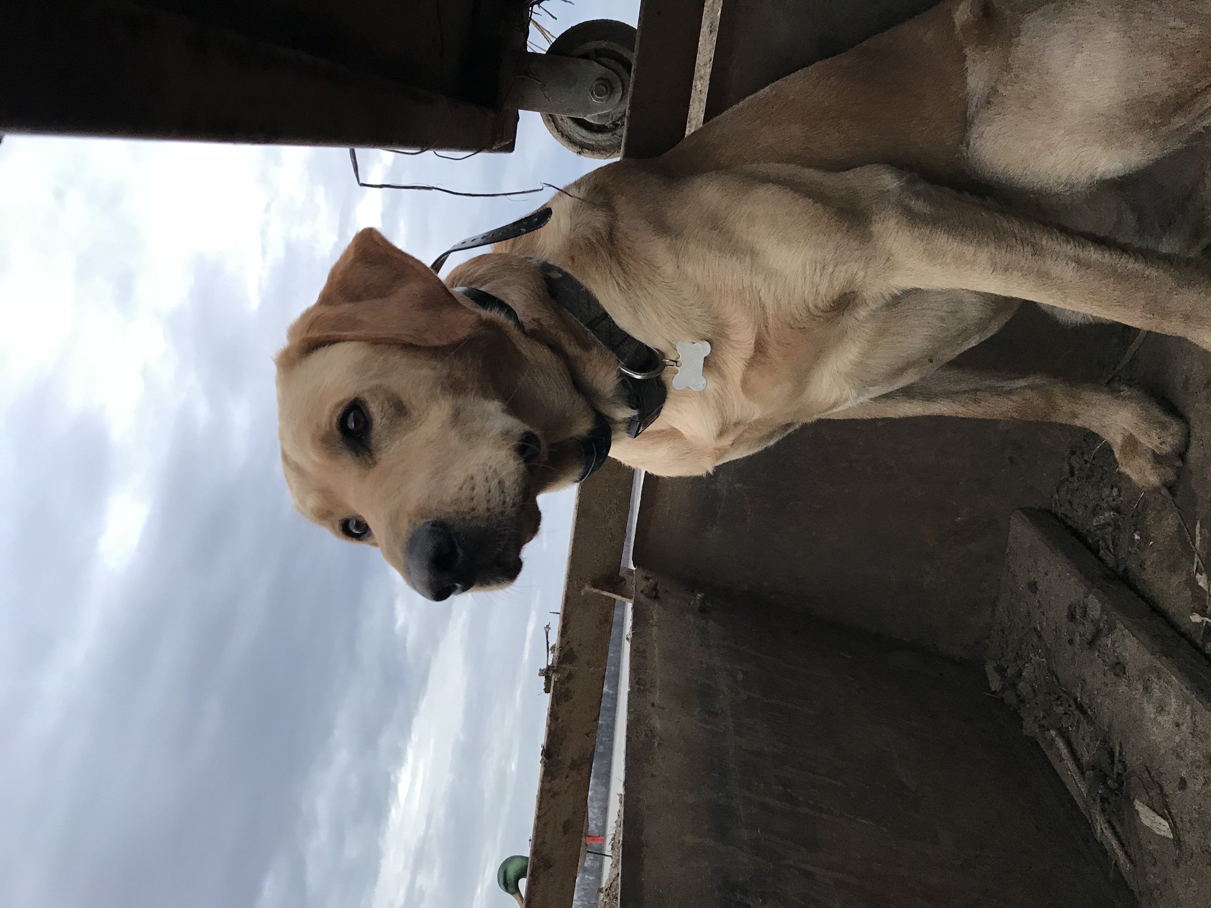 Dutch Slough Maverick Holland | Yellow Labrador Retriver