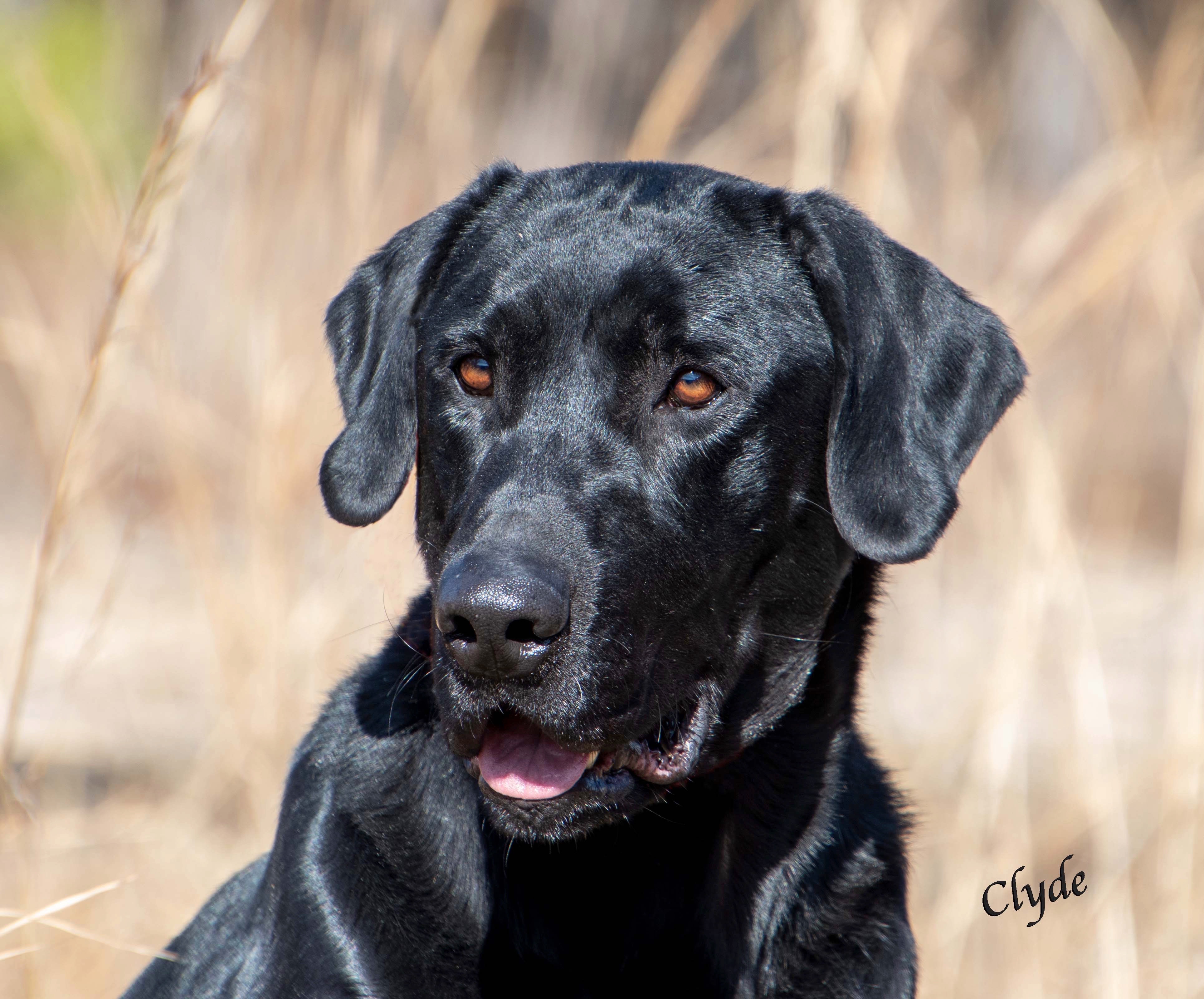 FC AFC Shoreline’s Press On Regardless | Black Labrador Retriver