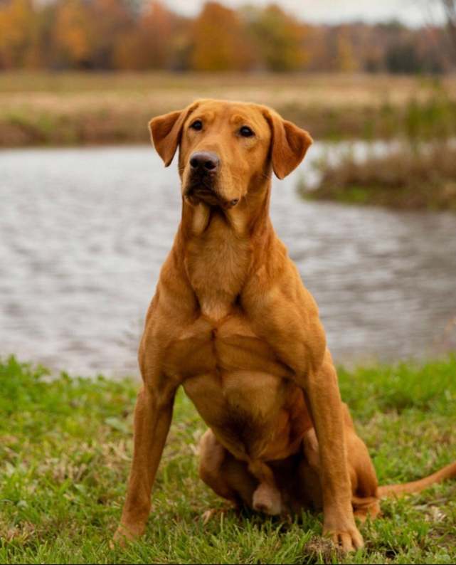 BDC SMx2 GMPR HRCH The BLAST’S Red Ryder MH | Yellow Labrador Retriver