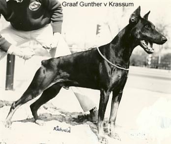 Graaf Gunther v. Krassum | Black Doberman Pinscher