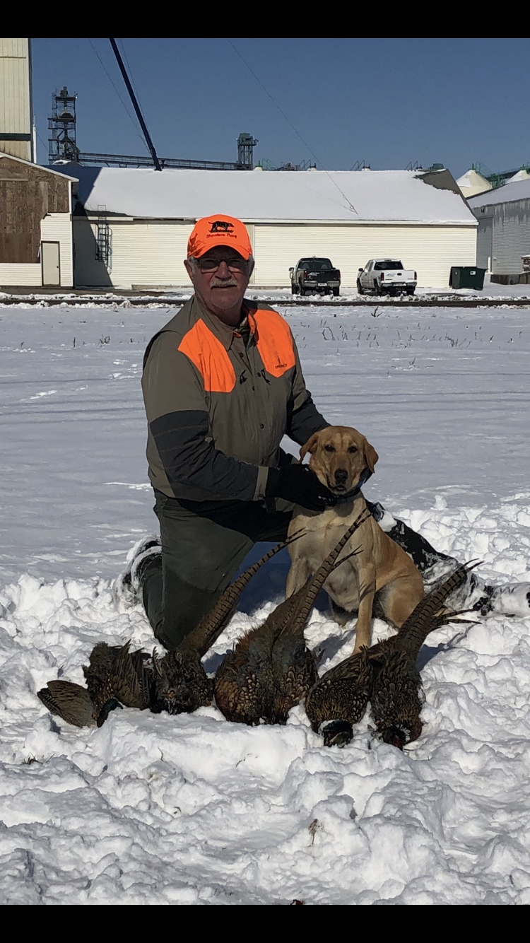 The Blast's Rest Assured | Yellow Labrador Retriver