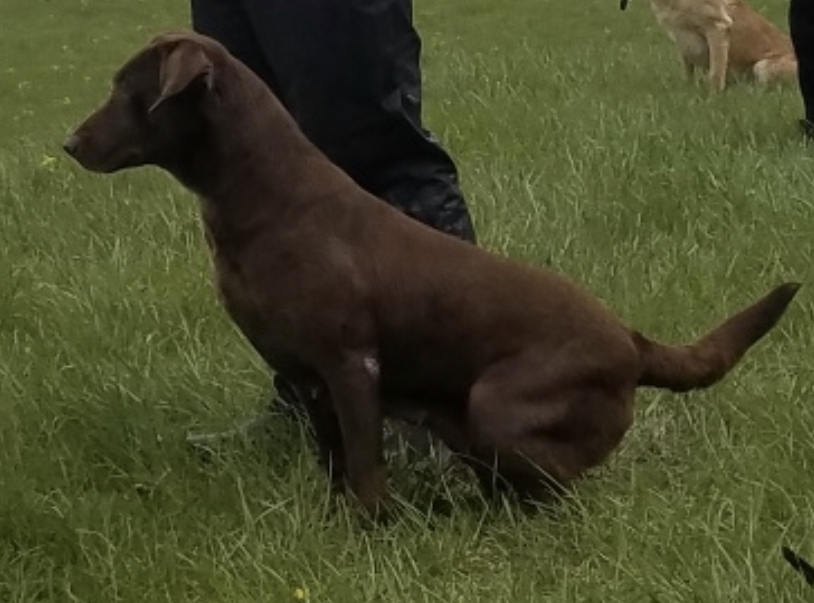 DucDogz Kahlua Running For Blue MH11 ** | Chocolate Labrador Retriver