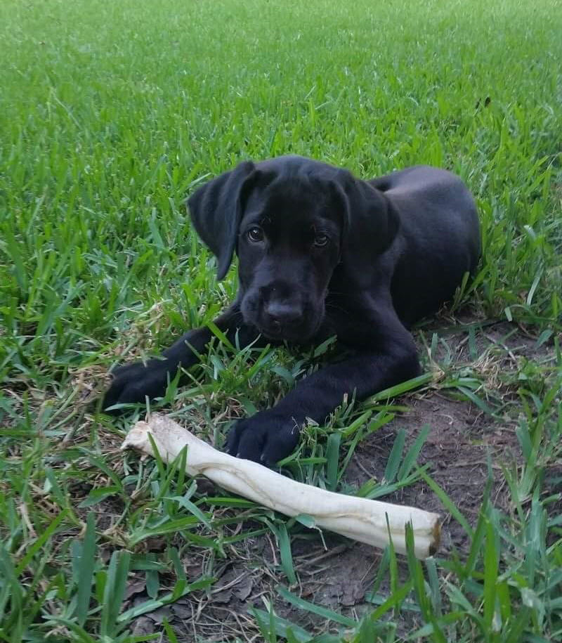 Best Shot of Southern Comfort | Black Labrador Retriver