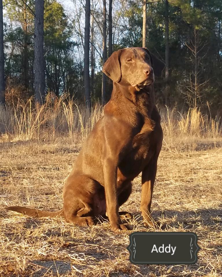 Trinity's Riptide Adrenaline Rush | Chocolate Labrador Retriver