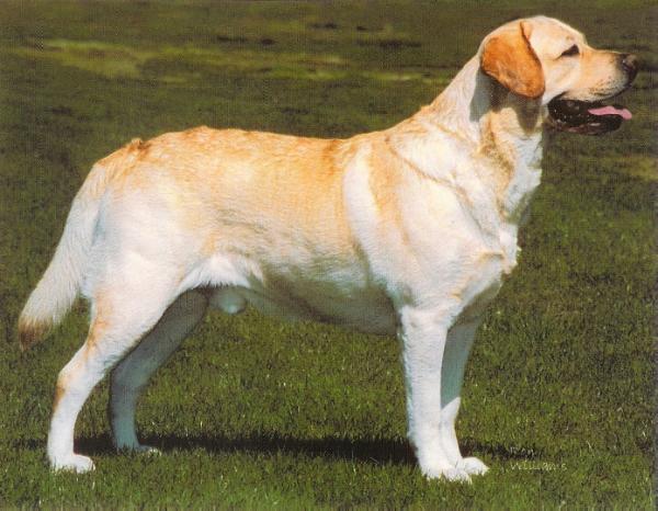 Marstad's Rochester Rhapsodie | Yellow Labrador Retriver