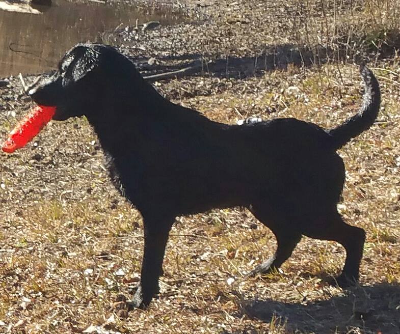 Furweed's Shoot The Moon | Black Labrador Retriver