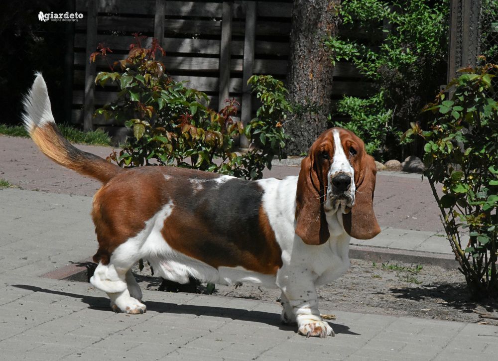 SZAFIR Klan Piegowatych | Basset Hound 