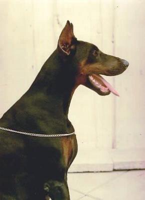 Heidi v.h. Wantij | Black Doberman Pinscher