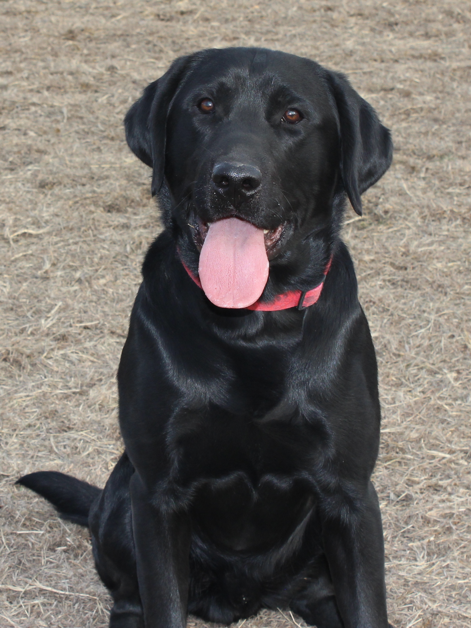 HRCH Dixieland's Simon Says Hunt CGC CGCA TKN MH25 | Black Labrador Retriver