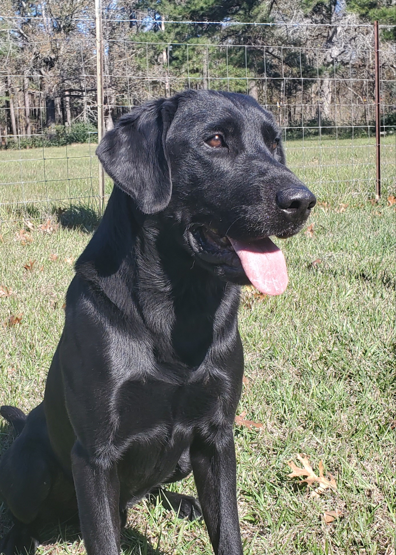 HRCH Dixieland's Simon Says Hunt CGC CGCA TKN MH25 | Black Labrador Retriver