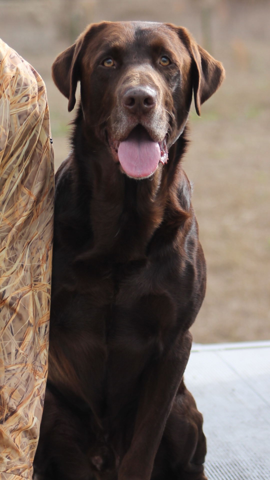 HRCH  Grays 0 To 100 Real Quick Jake MH | Chocolate Labrador Retriver