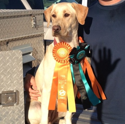 Sandcountrys Ginger In A Snap JH | Yellow Labrador Retriver