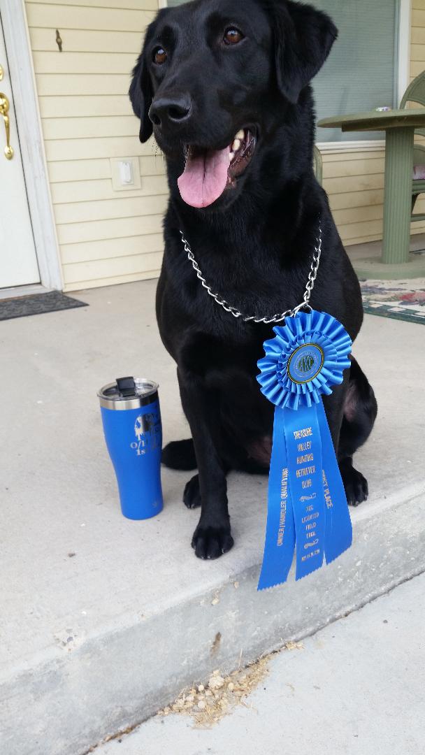 Ecstasy's Tickle My Fancy QAA SH | Black Labrador Retriver