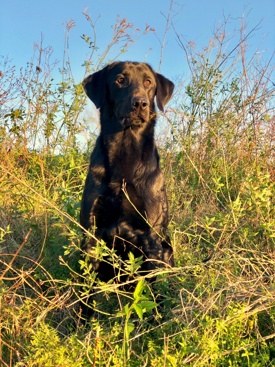 HR Mississippi's Stone Cold Mac Daddy | Black Labrador Retriver