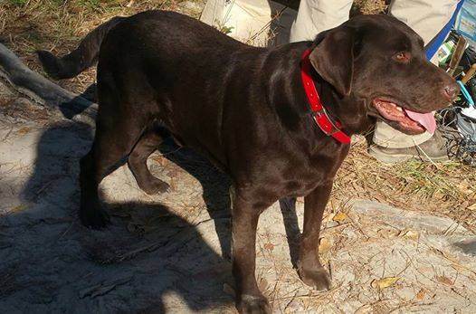 Furweed's Flying Chocolate Moose | Chocolate Labrador Retriver