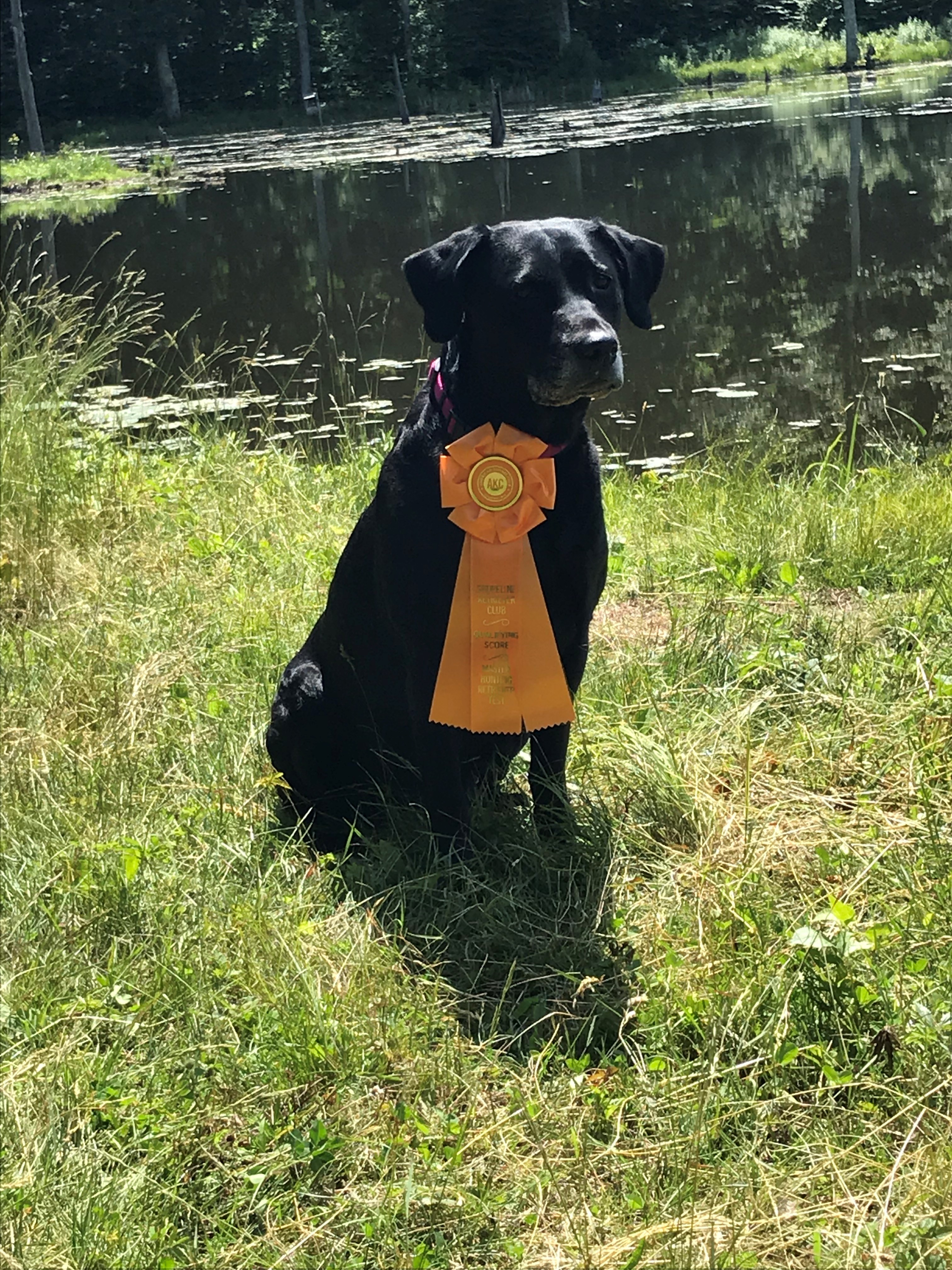 Pleasant Pine's Hidden Treaure UD RA MH40 WCX CC  CGC | Black Labrador Retriver