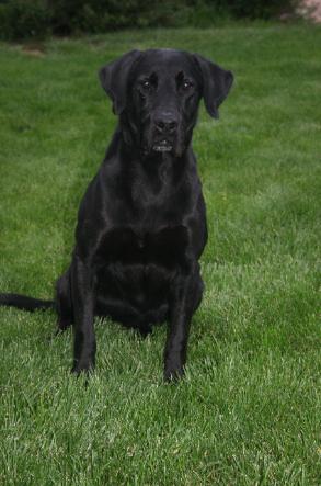 Jed's Iron Cooper JH | Black Labrador Retriver