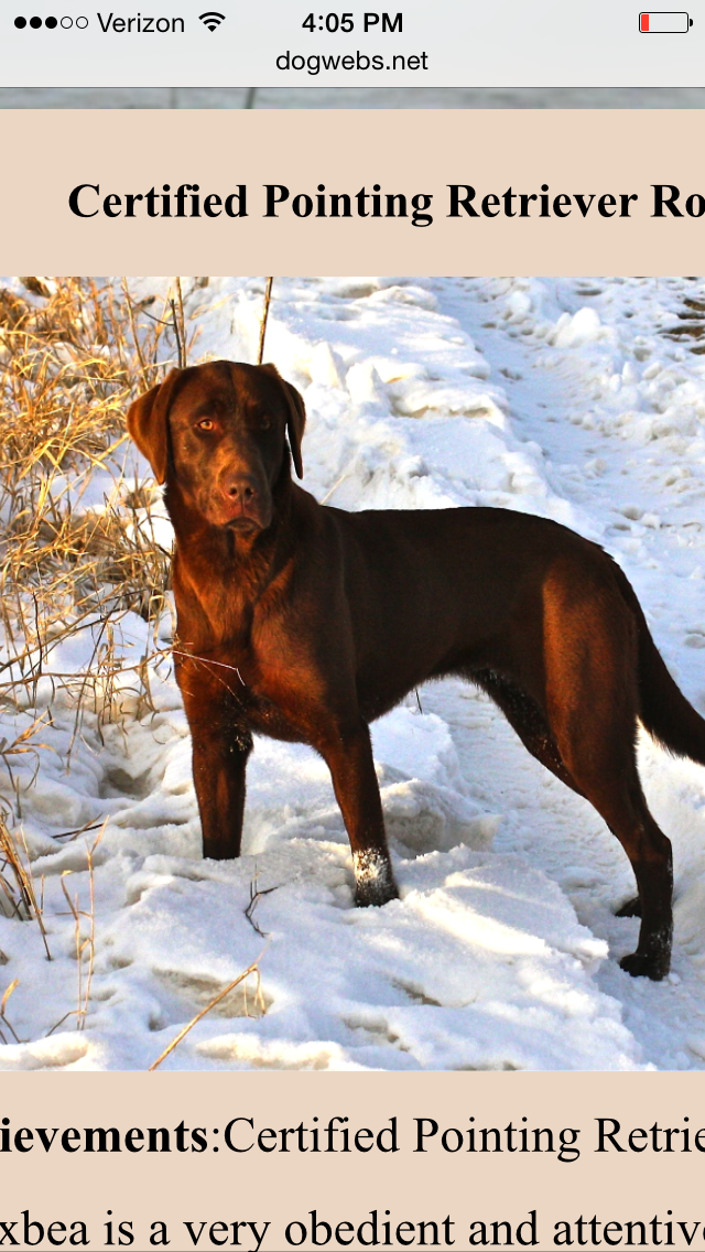 CPR Rlk’s Rouxbea | Chocolate Labrador Retriver