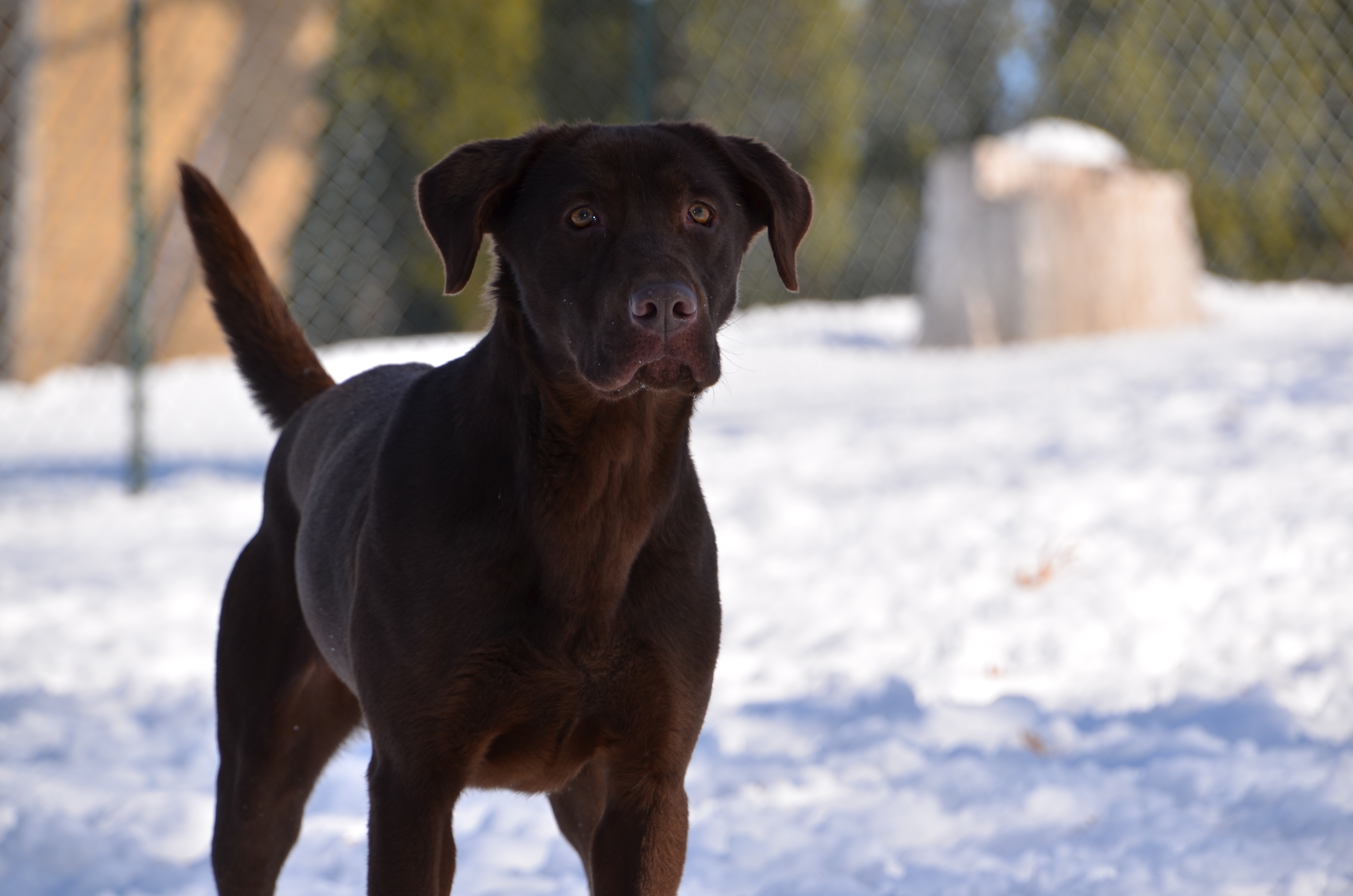 Candycreek Ain't My Fault | Chocolate Labrador Retriver