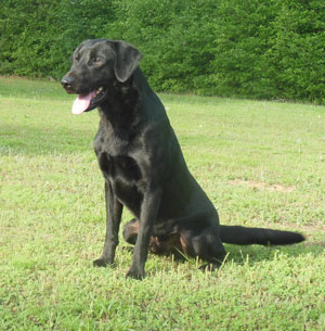 HR Triple T’s Full Sprig | Black Labrador Retriver