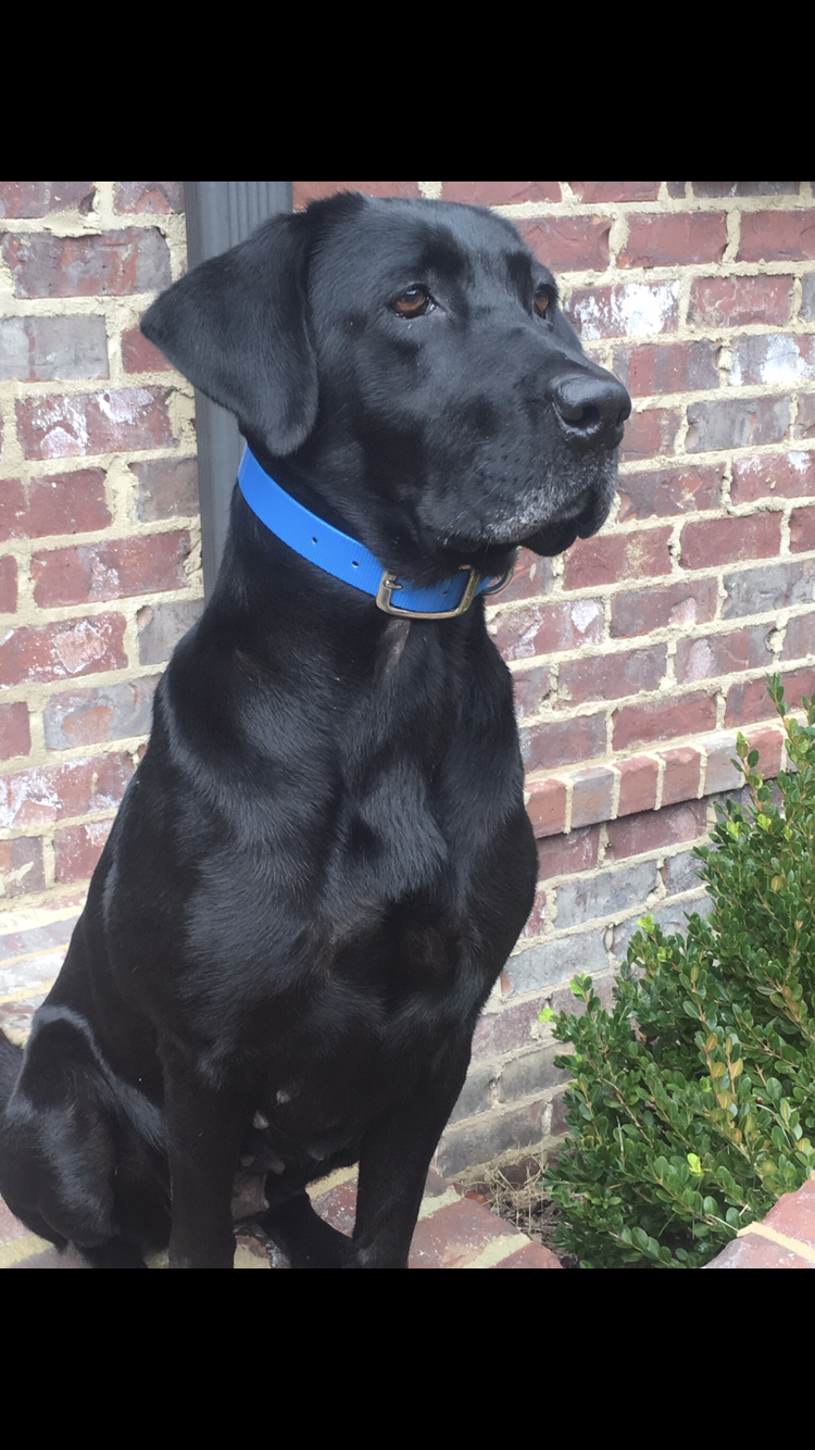 Land Ahoy Delta | Black Labrador Retriver