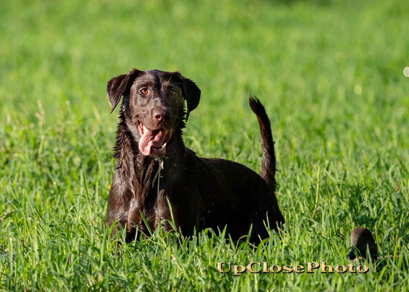 HRCH Captain's Magic Piper Cub MH | Chocolate Labrador Retriver