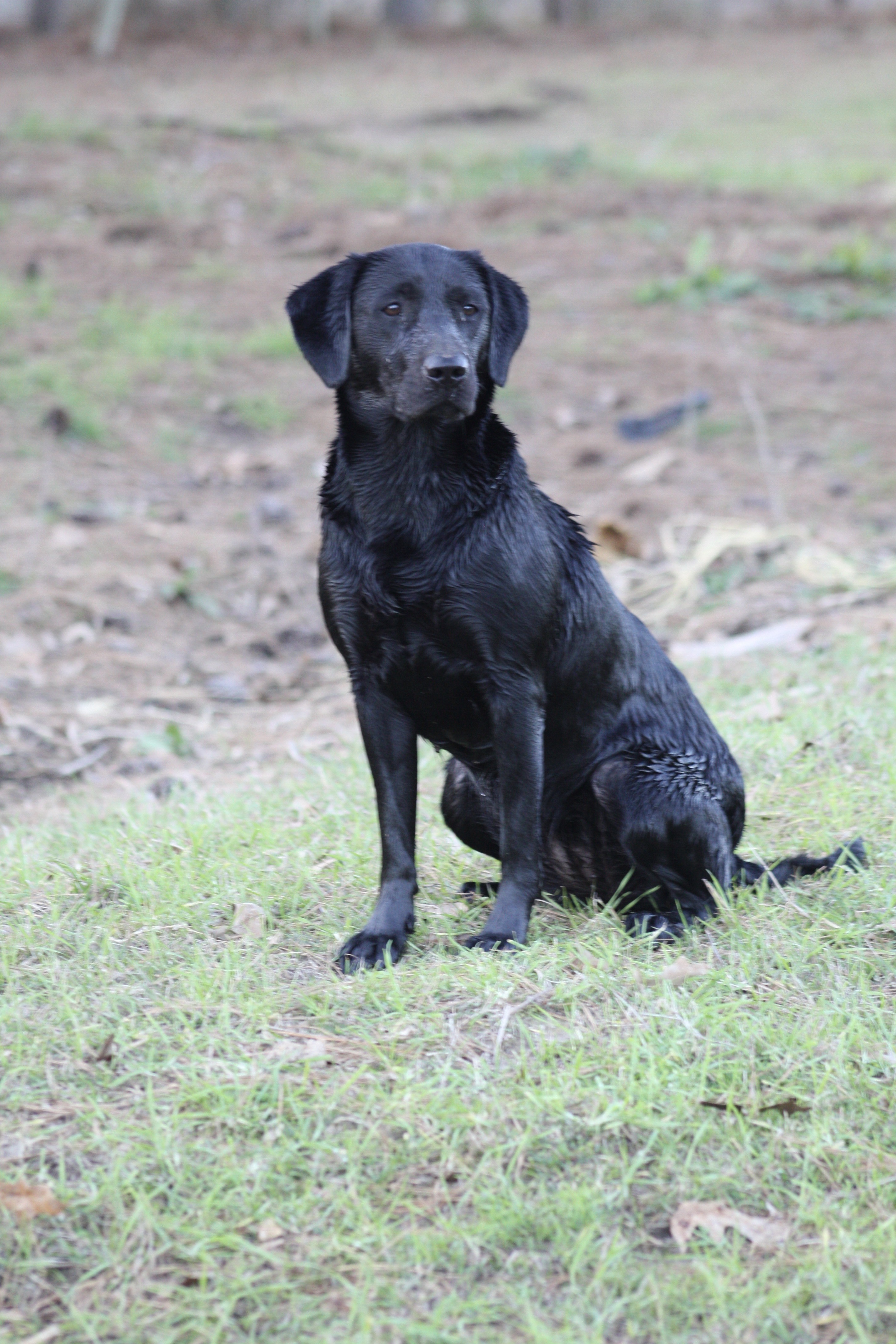 Bryan’s Lil Denali Girl | Black Labrador Retriver