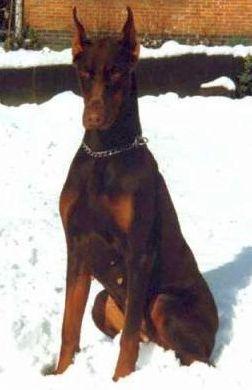 Vita v. Beukenhage | Brown Doberman Pinscher