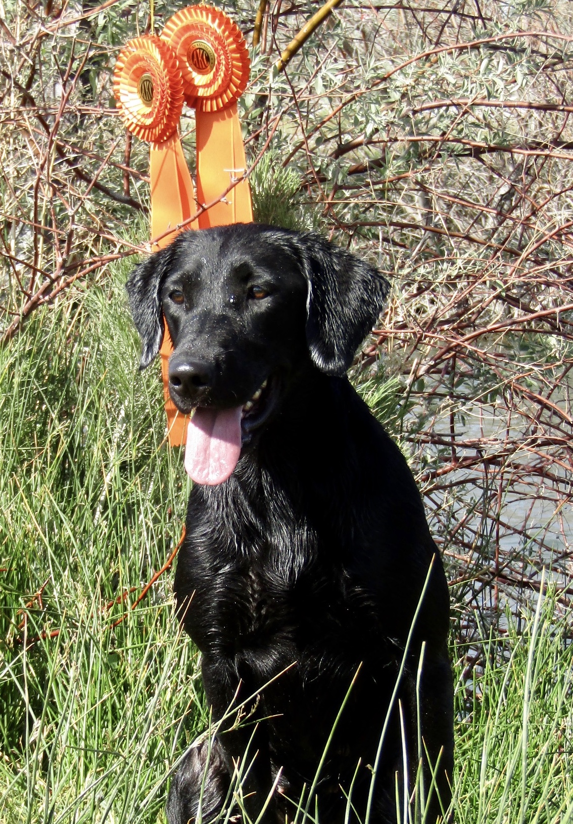 Marshlust's Whippin Willow MH | Black Labrador Retriver