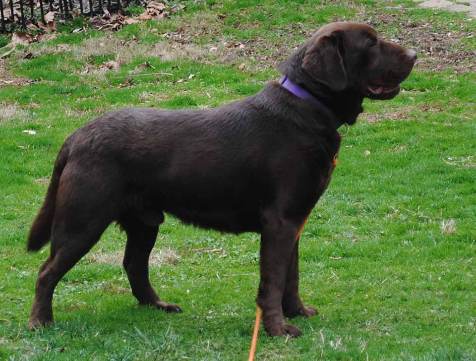 Beech Hill's Beach Boy At Misty Morning | Chocolate Labrador Retriver